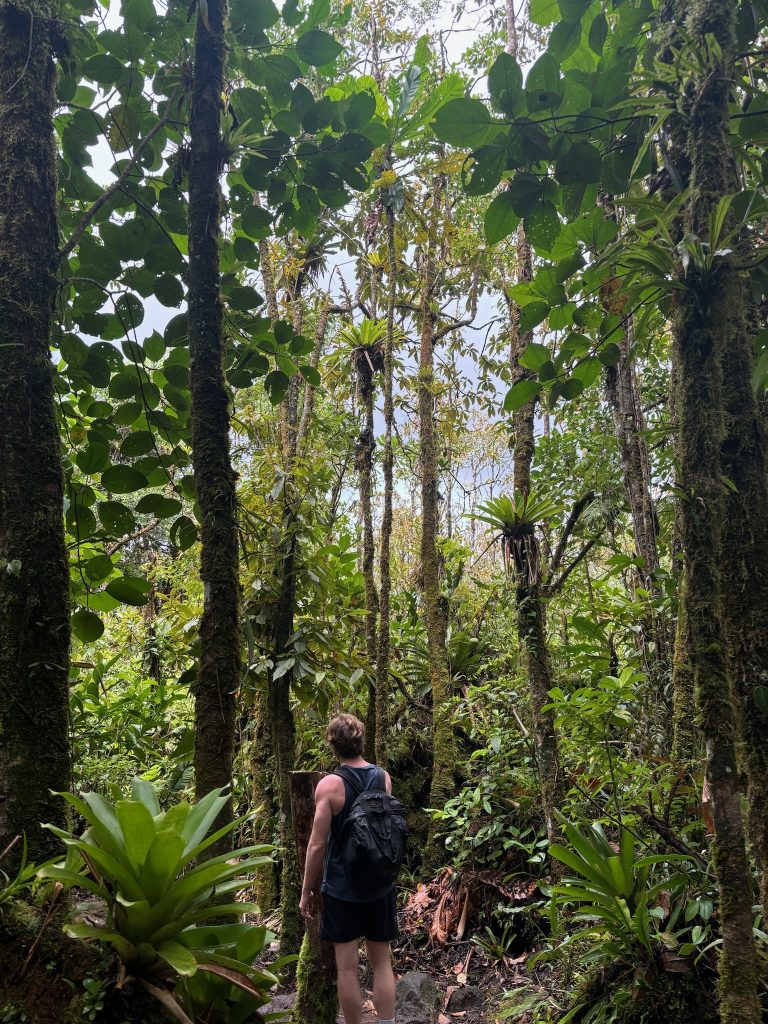 Vue de dos d'un randonneur avec sac à dos marchant sur un sentier étroit au milieu d'une forêt tropicale luxuriante.